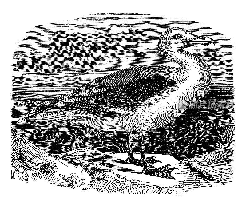 古玩动物插图:大黑背鸥(Larus marinus)